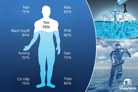 bộ phận nào trong cơ thể chứa nhiều nước nhất